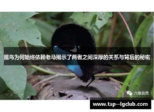 魔鸟为何始终依赖老马揭示了两者之间深厚的关系与背后的秘密